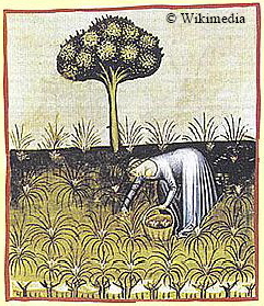 Safranernte im 15. Jahrhundert, Illustration aus der Handschrift des Tacuinum Sanitatis